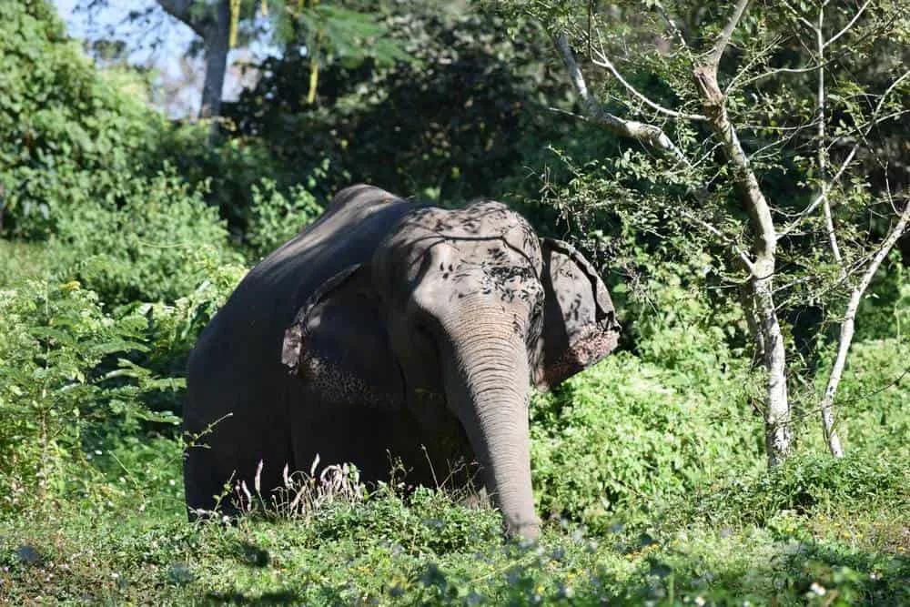 elefante ao pé de árvore no campo na Tailândia 