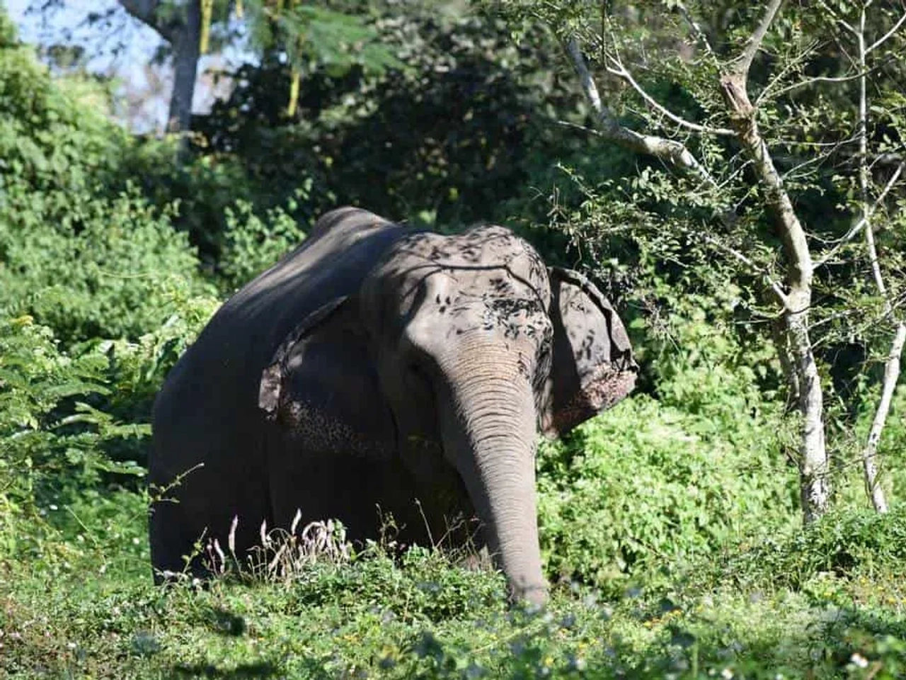 elefante ao pé de árvore no campo na Tailândia