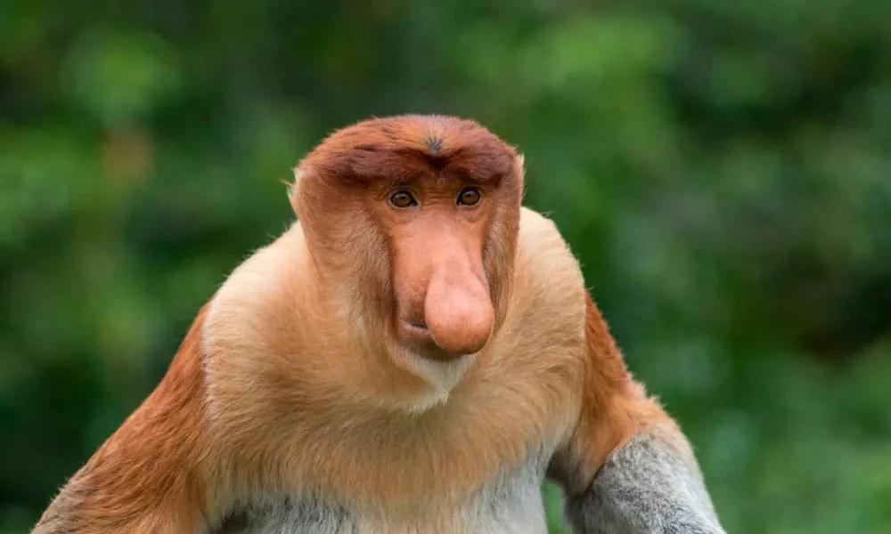 monos y orangutanes en Borneo