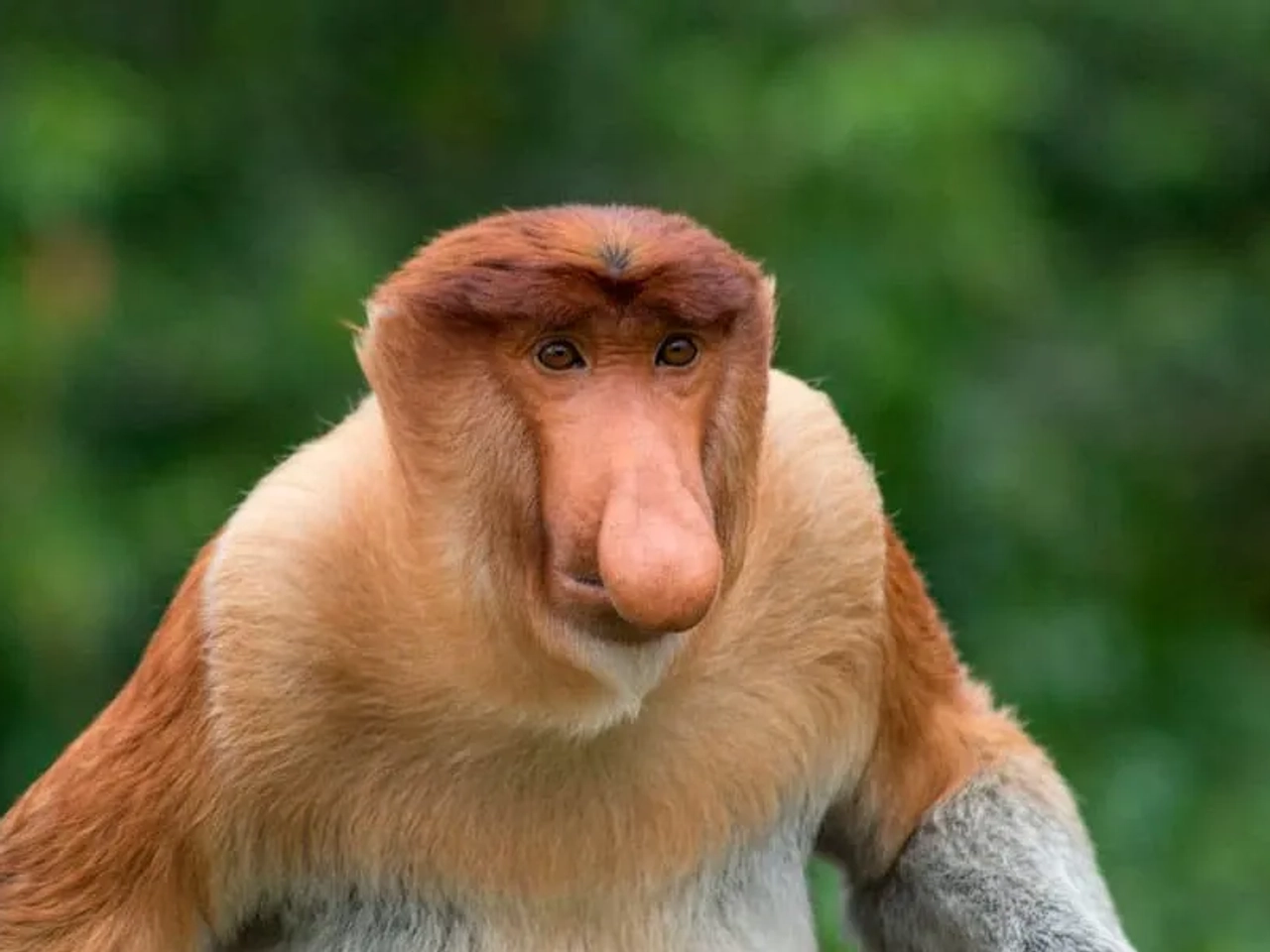 monos y orangutanes en Borneo