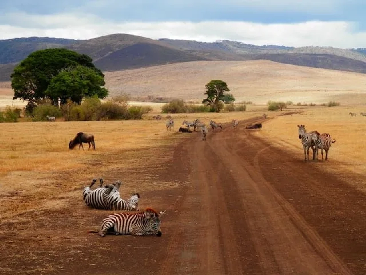 zebras deitadas numa rua de terra batida na tanzania
