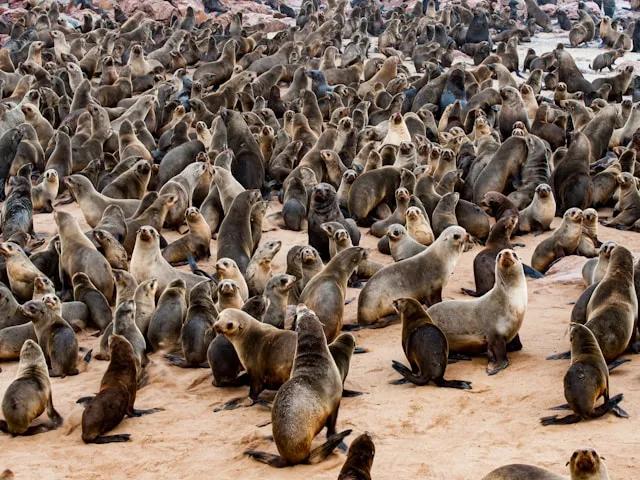 muitos leões marinhos em cape cross na namibia 7