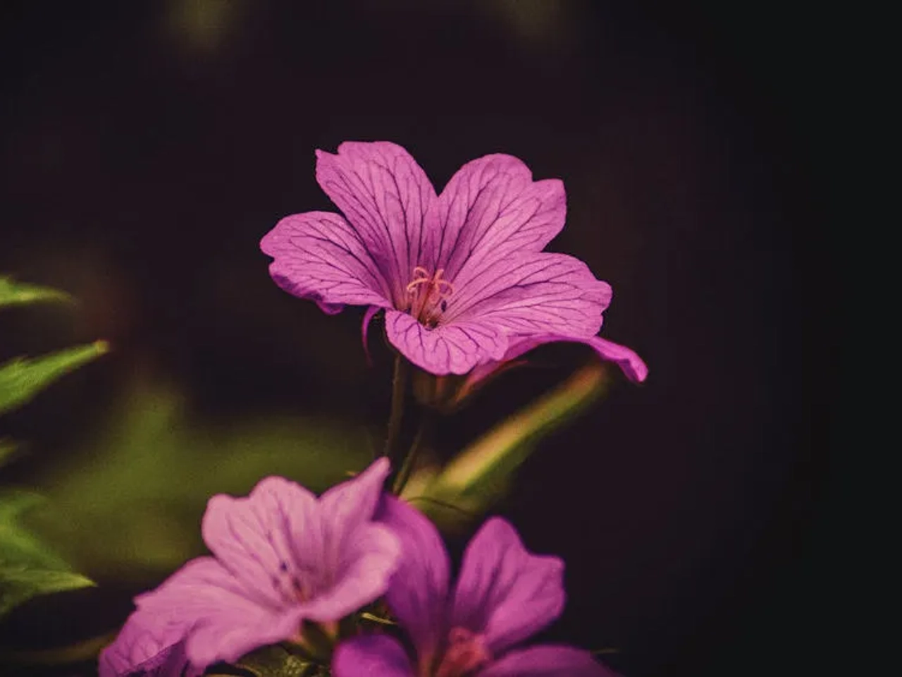 Jardín Botánico de Belfast