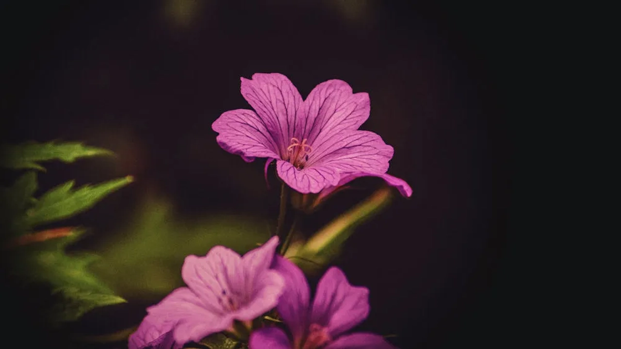 Jardín Botánico de Belfast