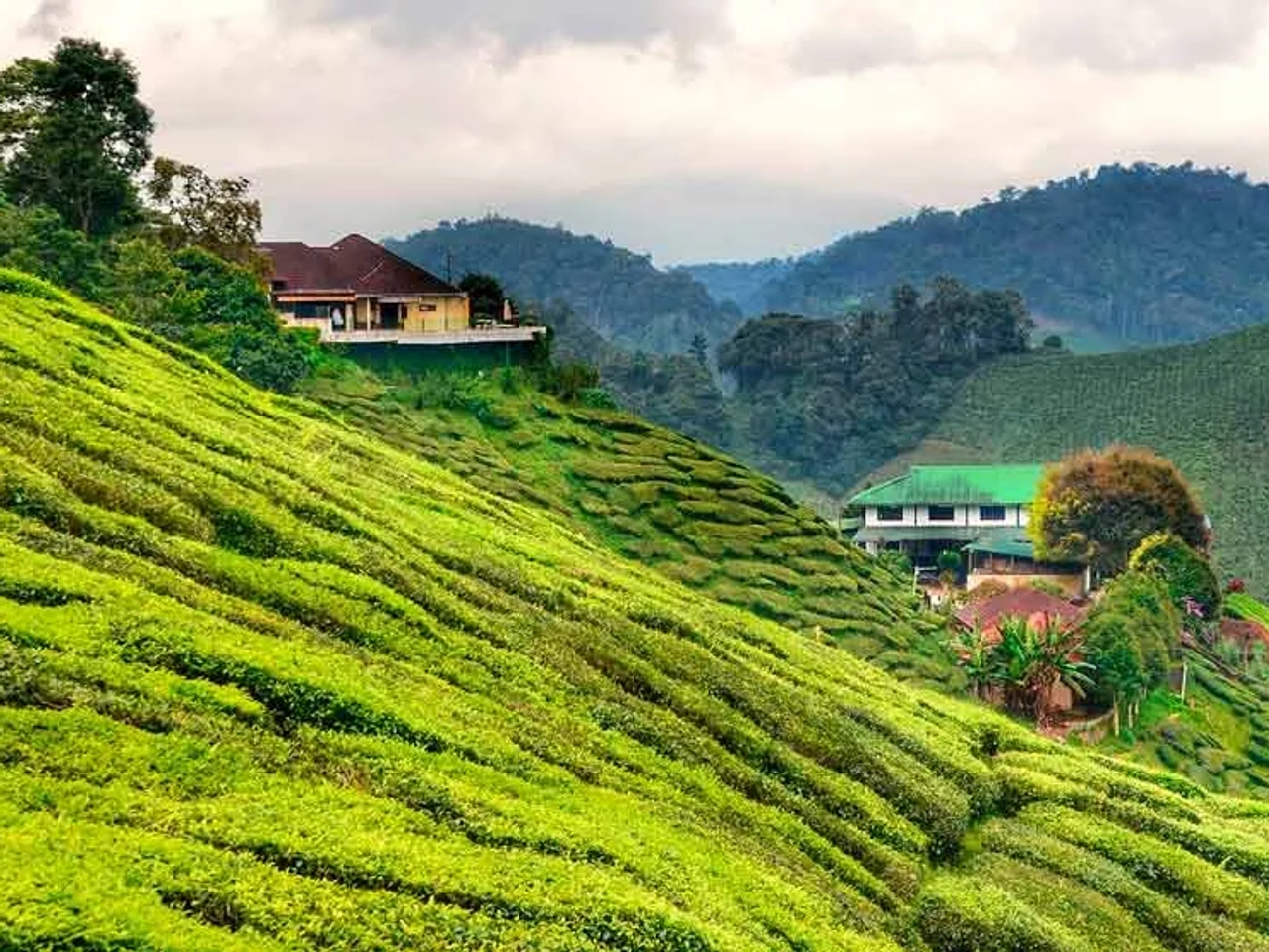 Qué ver y hacer en Cameron Highlands