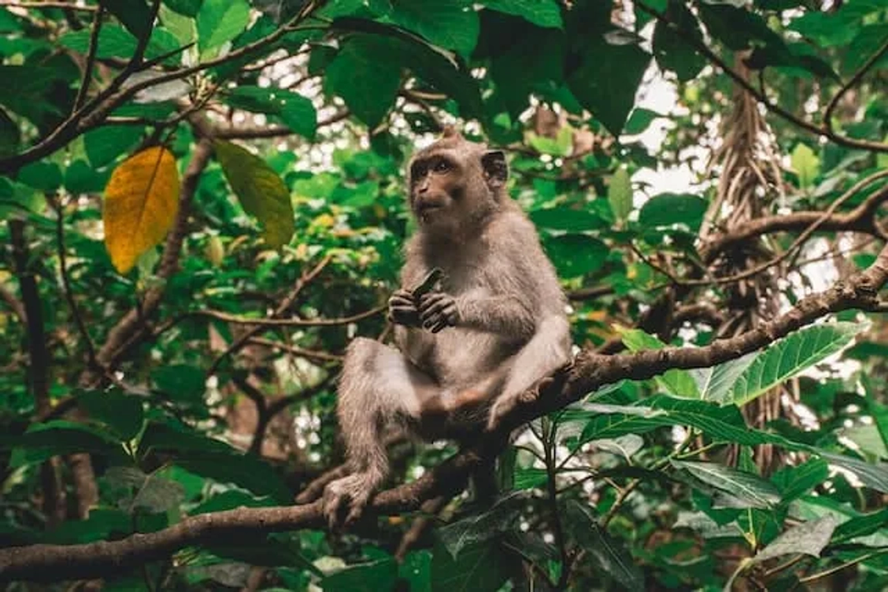Macaco na Monkey Forest