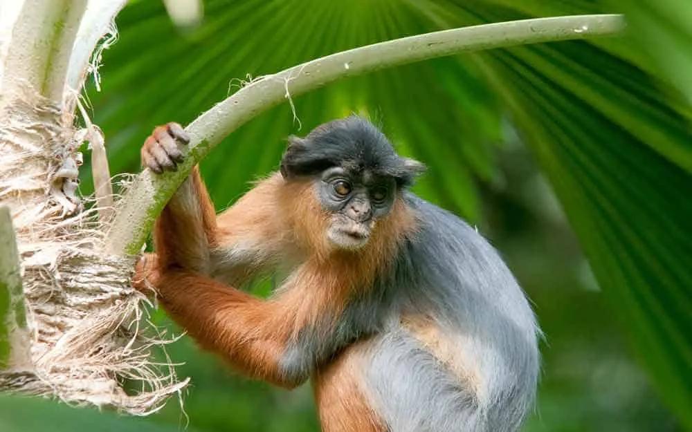 Seguro de viaje a Gambia