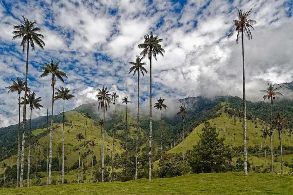 Valle de Cocora, imperdible que ver en el Eje Cafetero