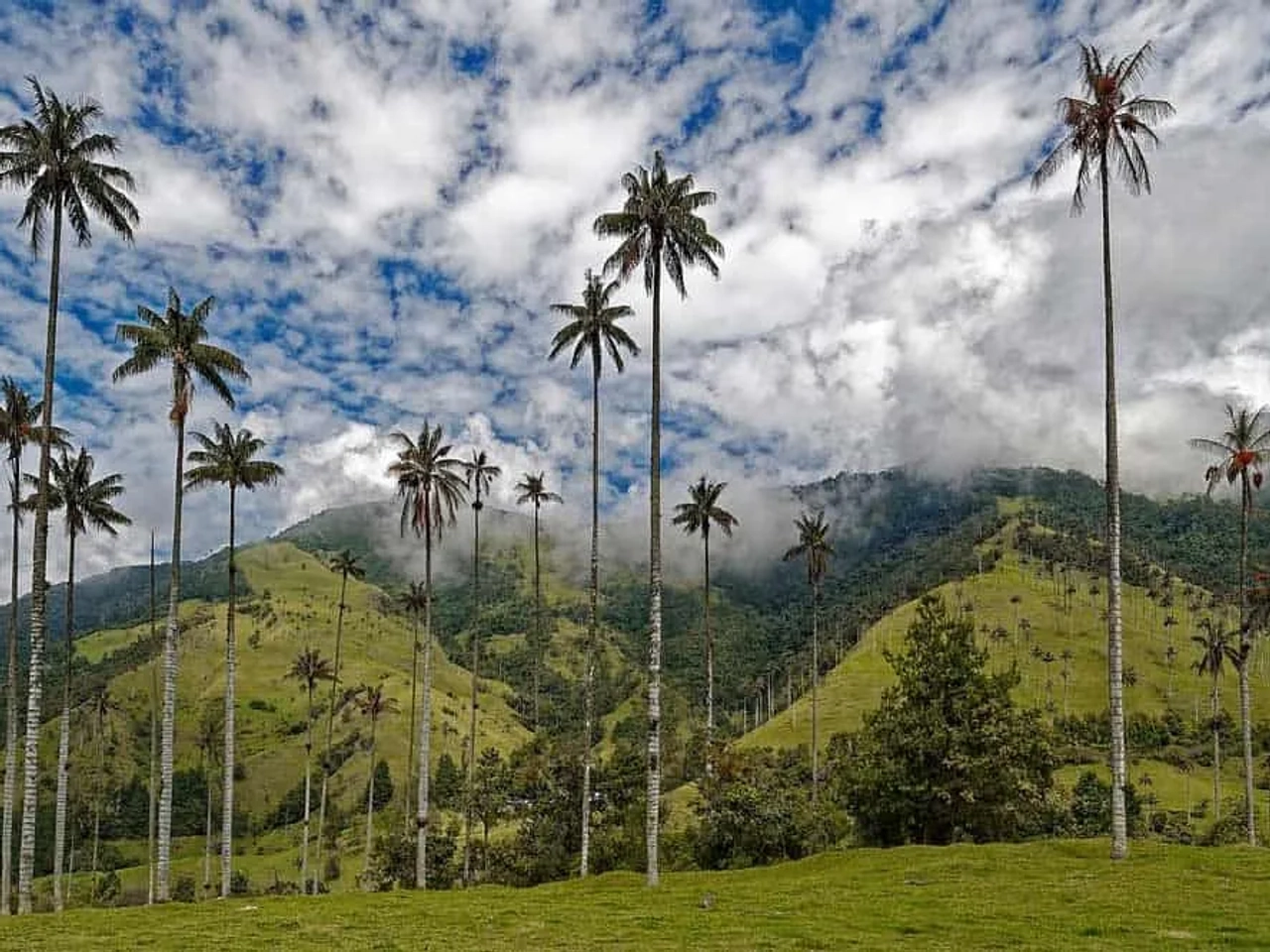 Valle de Cocora, imperdible que ver en el Eje Cafetero