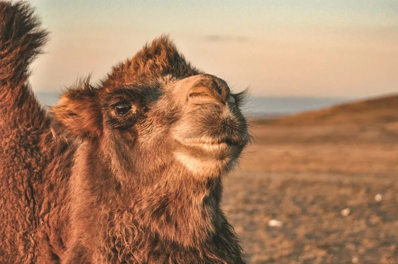 camello en el Gobi