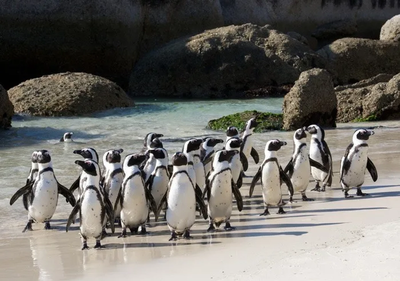 Que hacer Cape Town