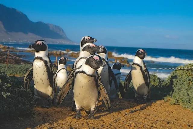 pinguins na betty's bay na africa do sul