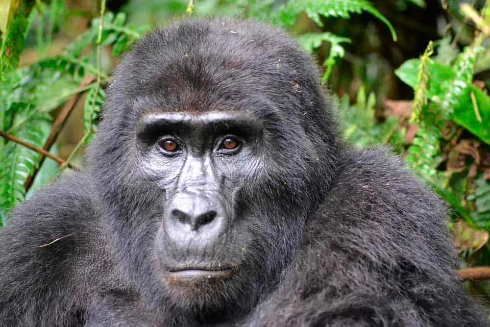 Seguro de viaje para África