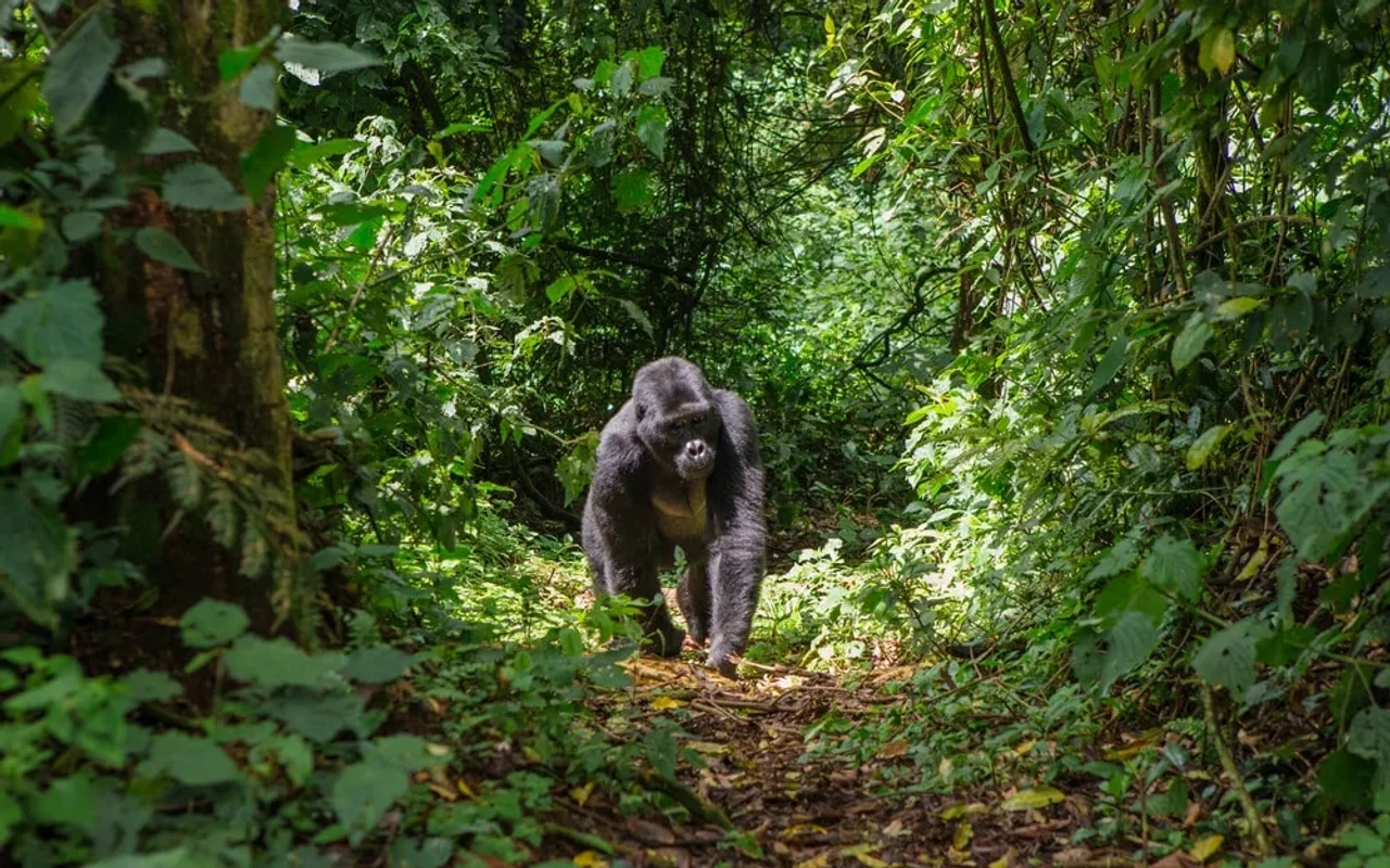 gorila macho passeio por entre as arvores em bwindi