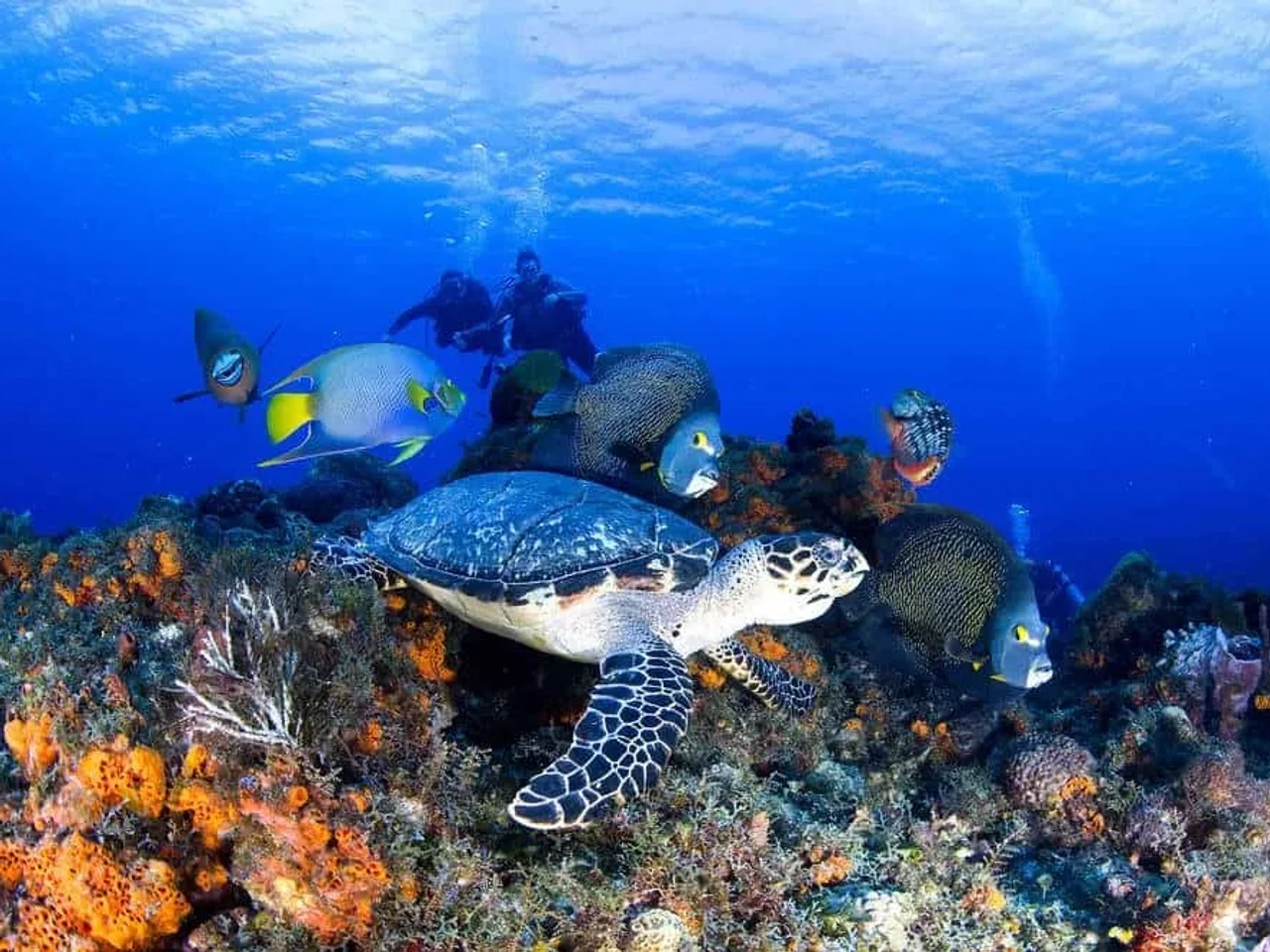 buceo y snorkel en Cozumel