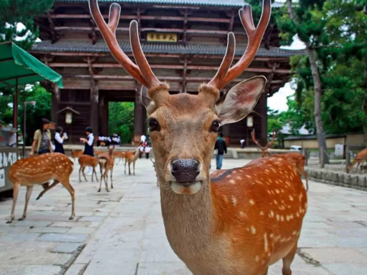 Que ver en Nara, Japón