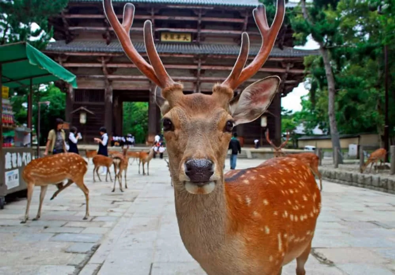 Cervo in primo piano nel parco di Nara, con altri cervi e un tempio tradizionale giapponese sullo sfondo.
