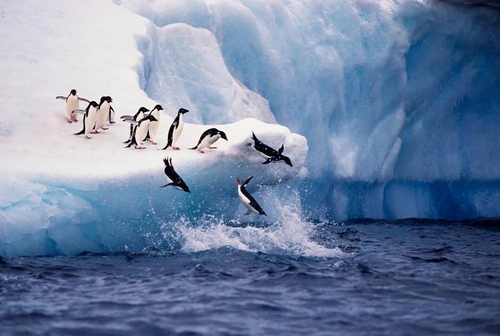 pingüinos saltando desde glaciar