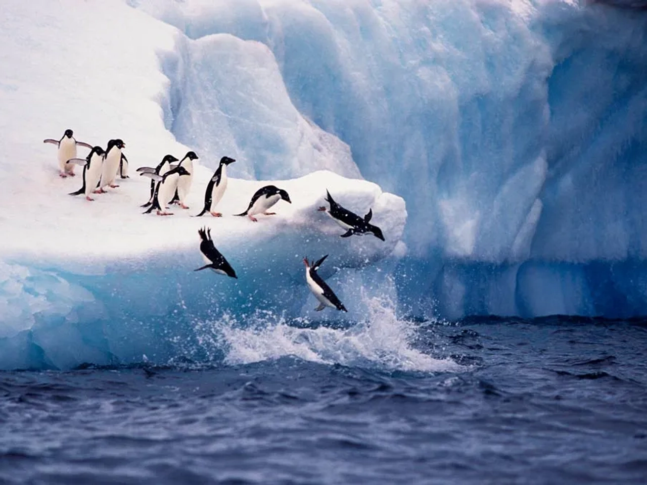 pingüinos saltando desde glaciar