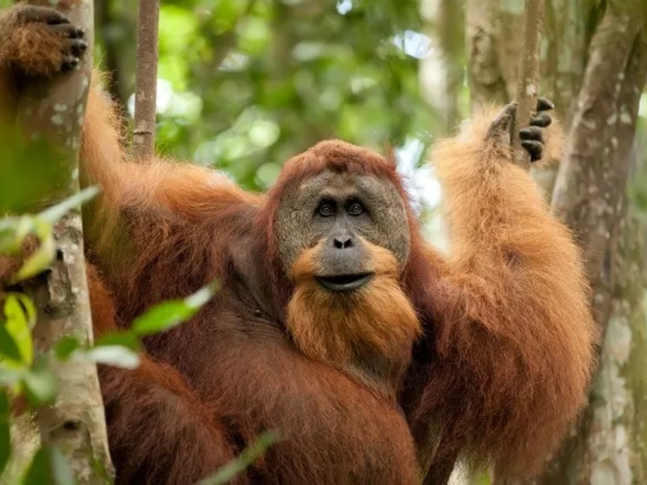 Indonesia Bukit Lawang