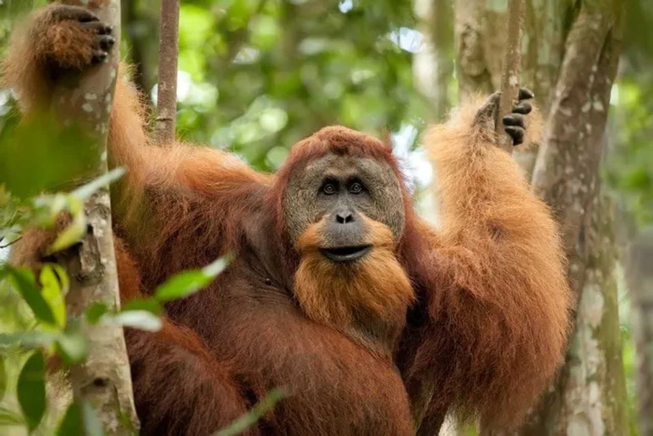 Indonesia Bukit Lawang