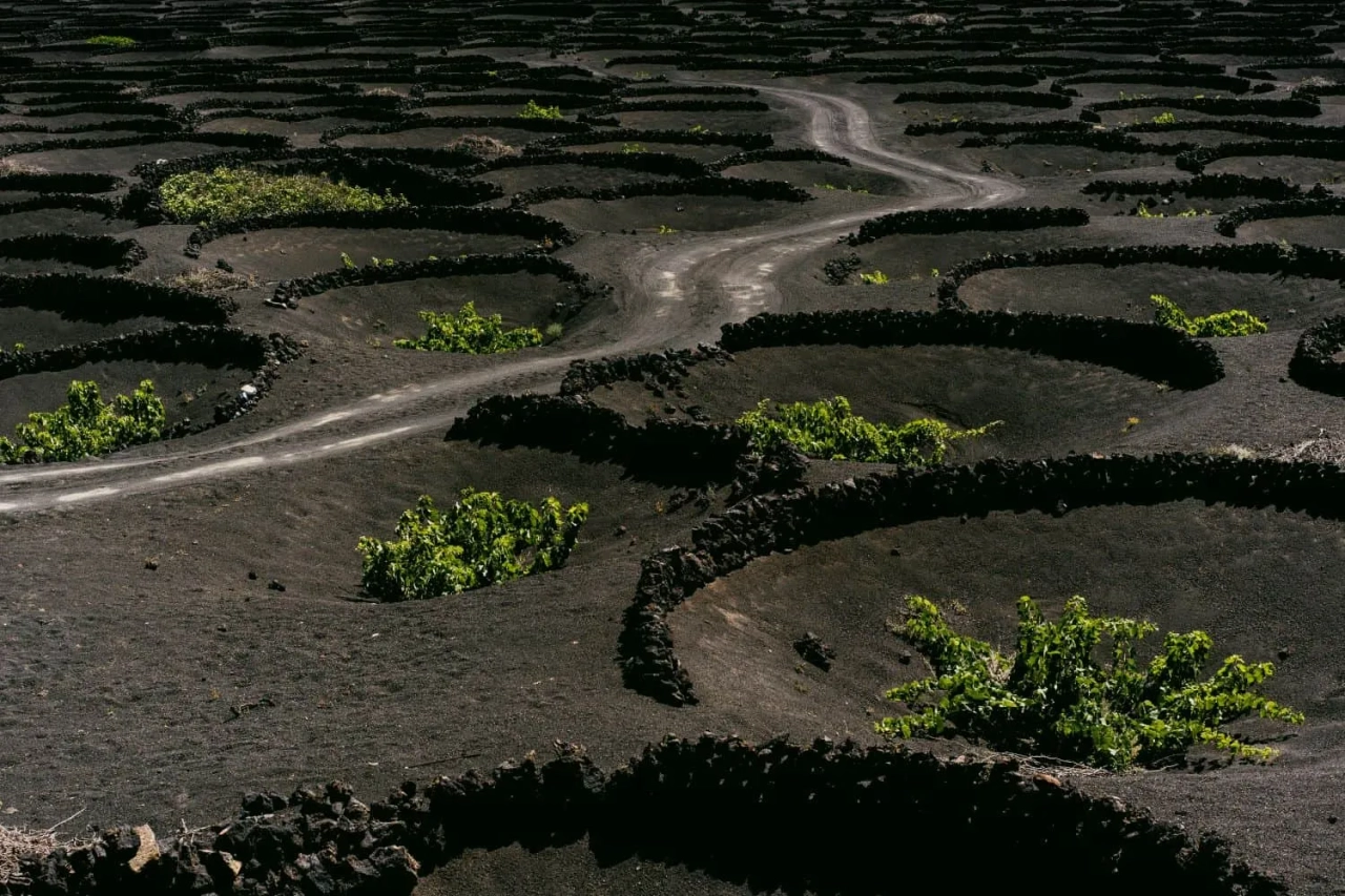 vinhedo tradicional em lanzarote