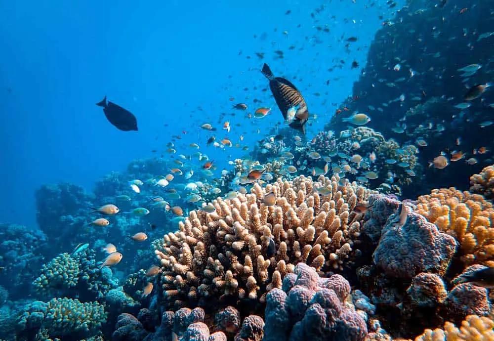 Snorkel y buceo en el Mar Rojo, Egipto