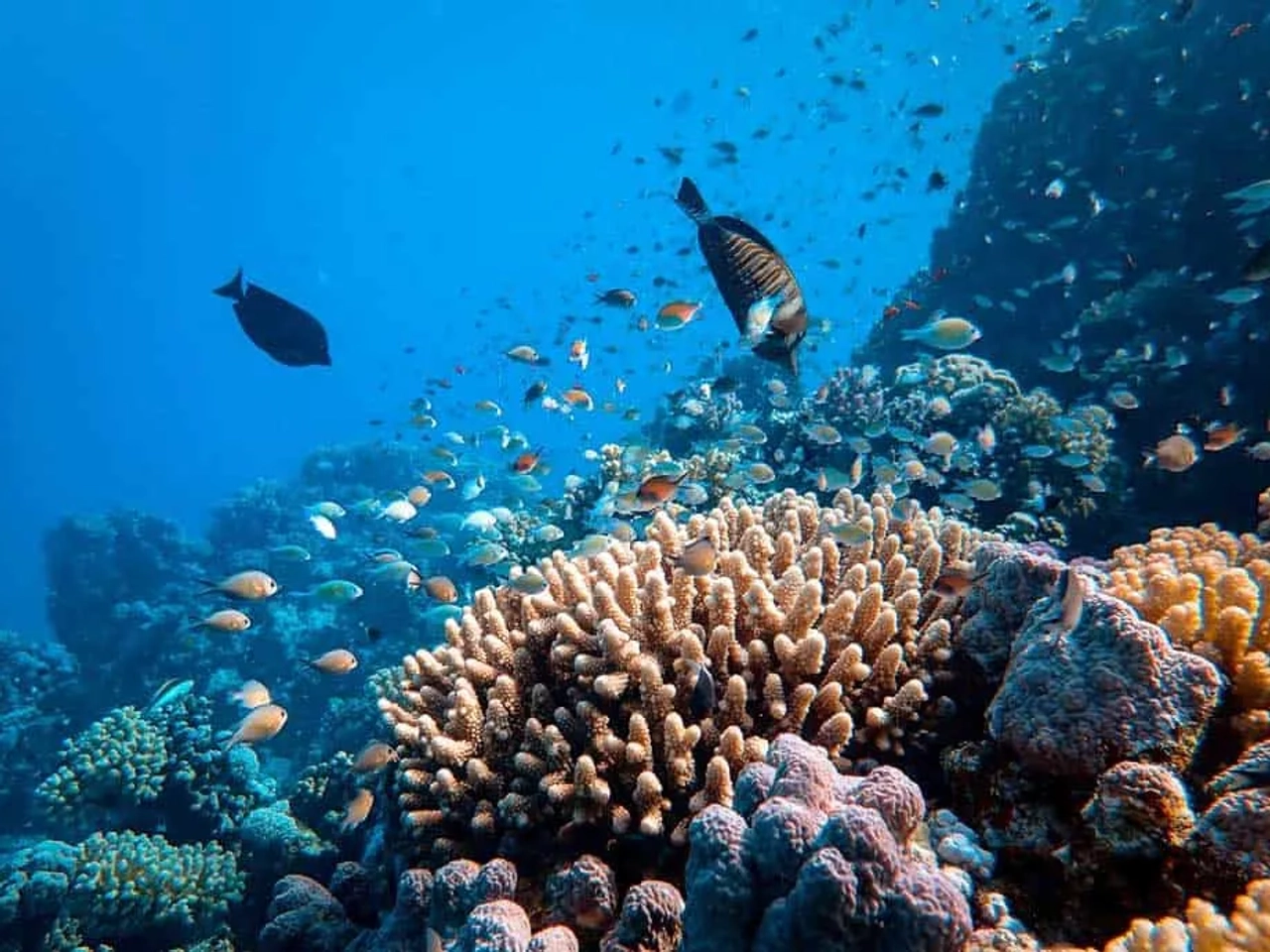 bucear en Egipto en el mar Rojo