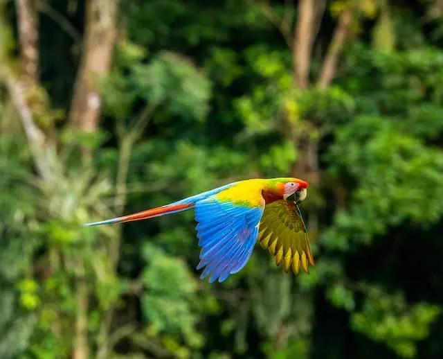 blue, red and yellow parrot flying in Costa Rica