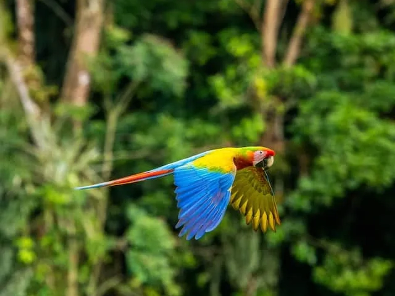 blue, red and yellow parrot flying in Costa Rica