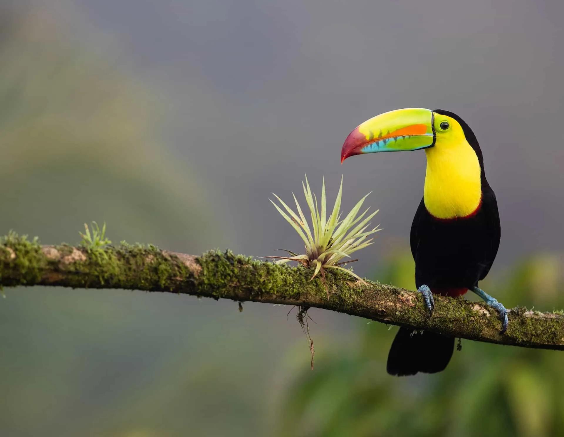 A colorful toucan perched on a mossy branch with green foliage in the background.