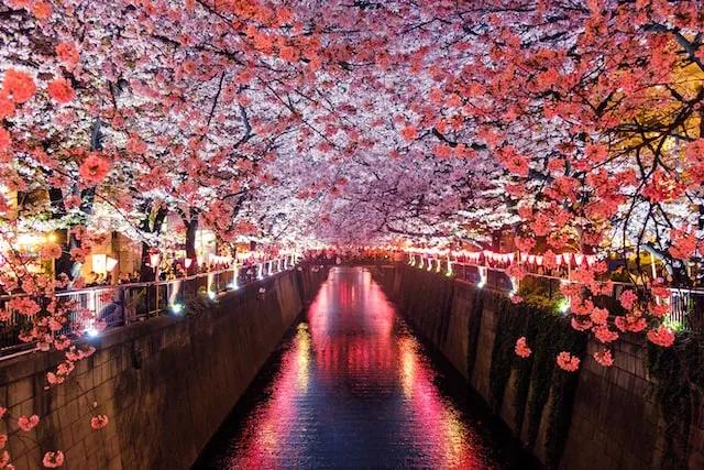 trees with pink flowers above a river in japan