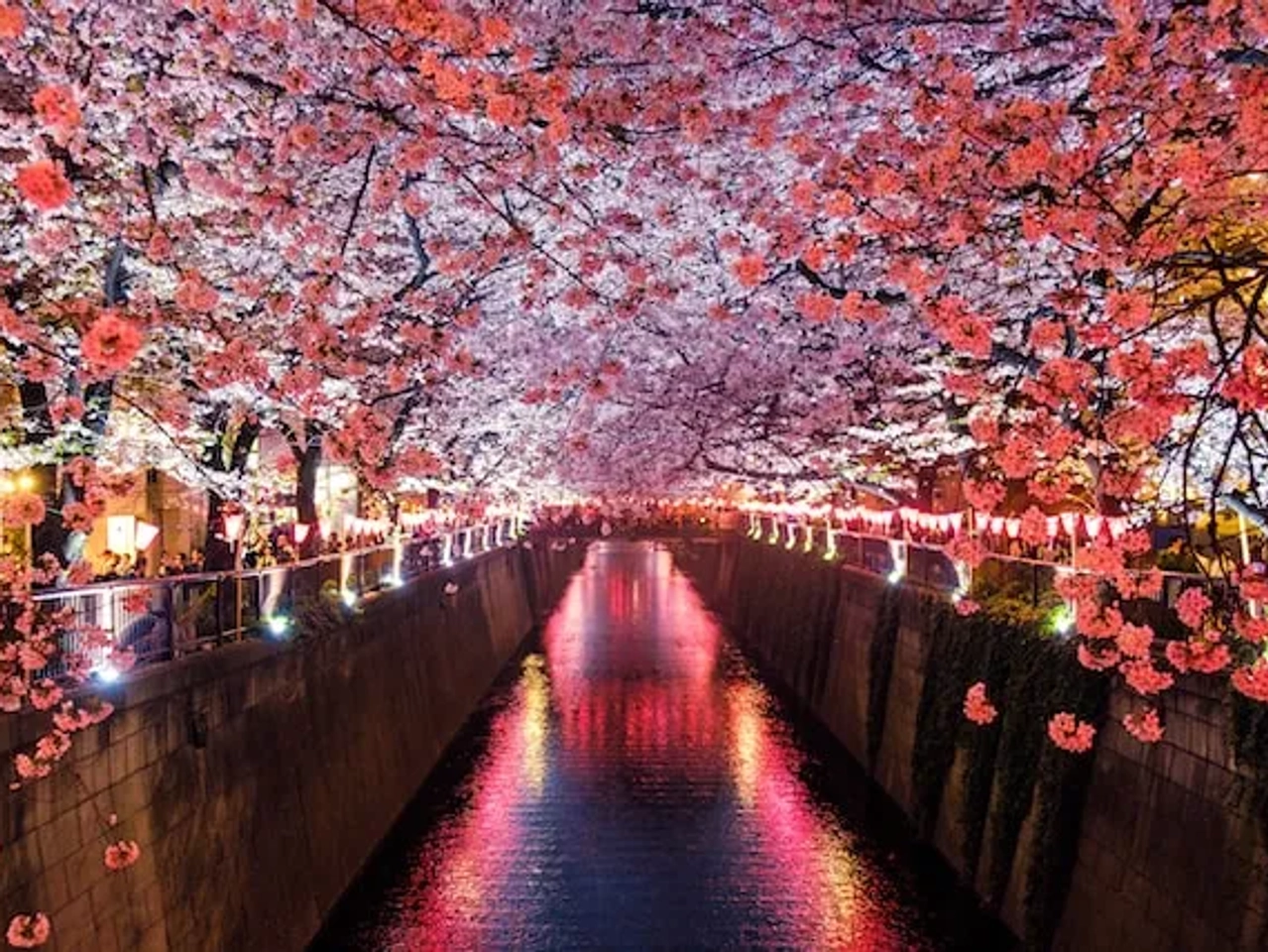 trees with pink flowers above a river in japan
