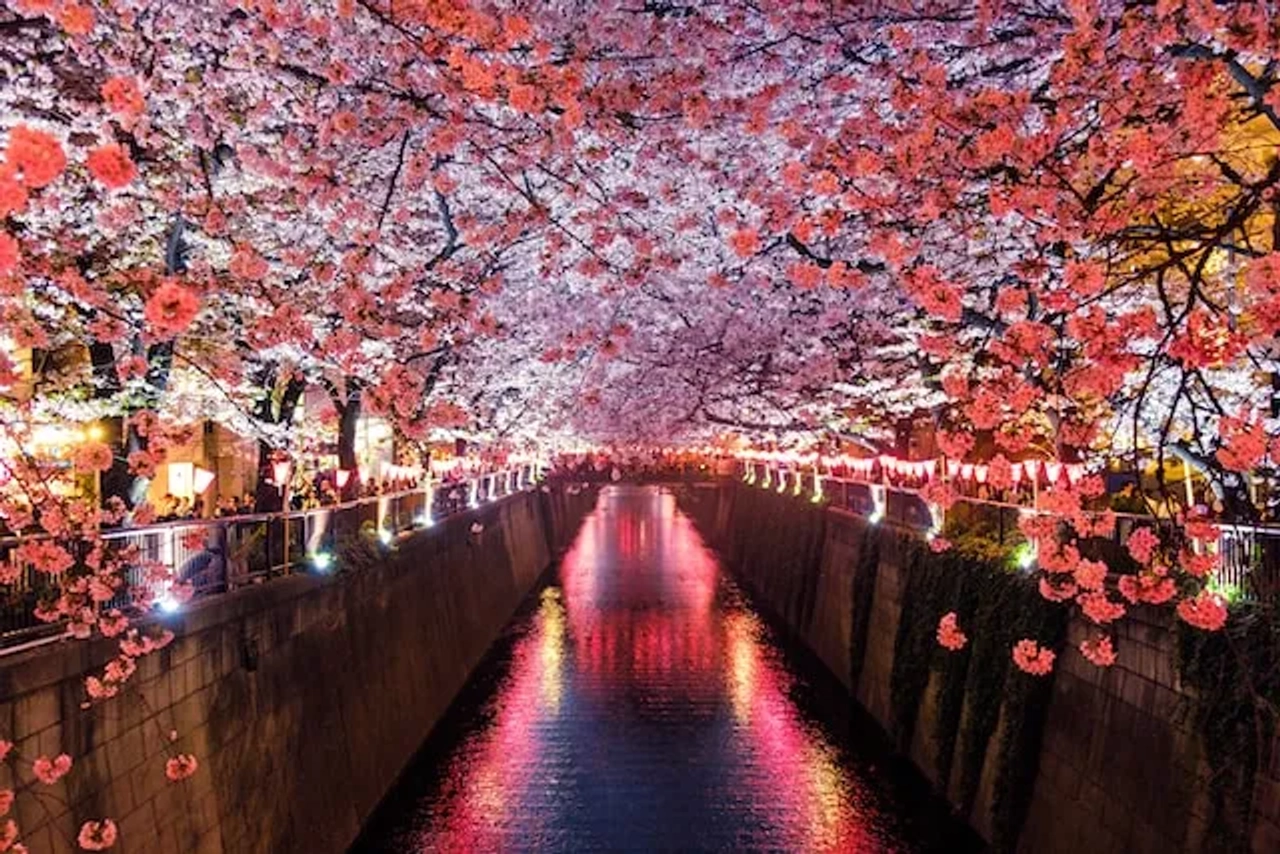 trees with pink flowers above a river in japan