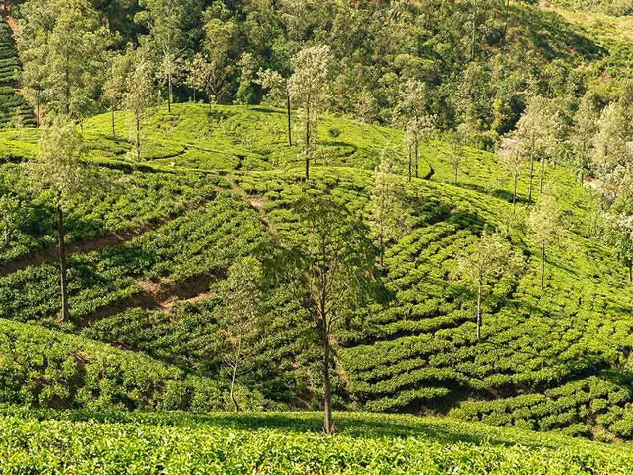 documentos para viaje a Sri Lanka