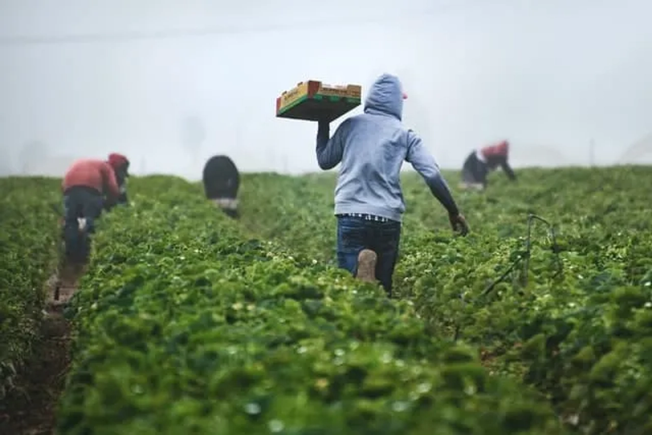 pessoa a carregar caixote com fruta enquanto outras apanham fruta