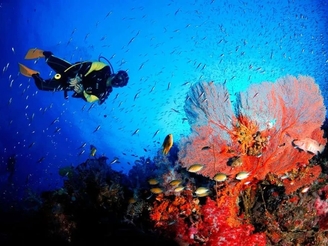 mergulhador na tailândia