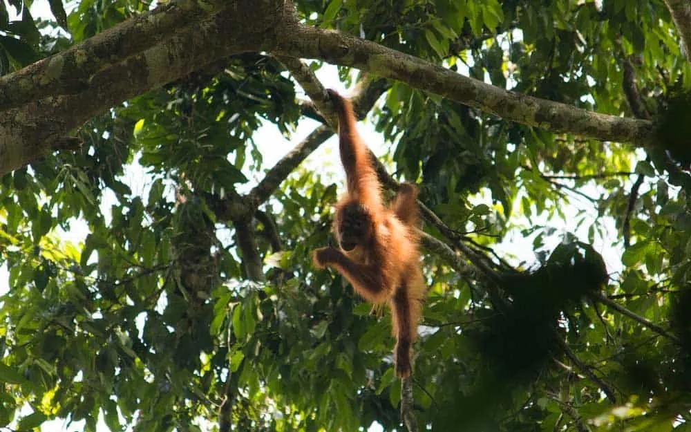 macaco pendurado em árvore 