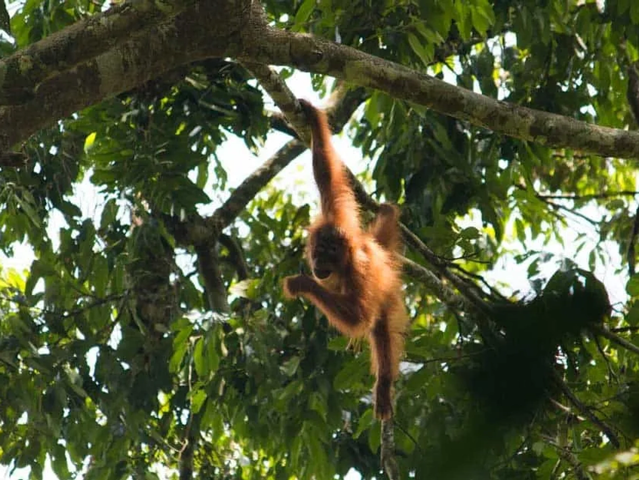 macaco pendurado em árvore