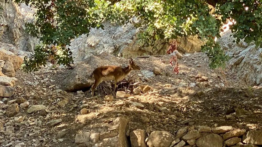 cabra montesa en libertad