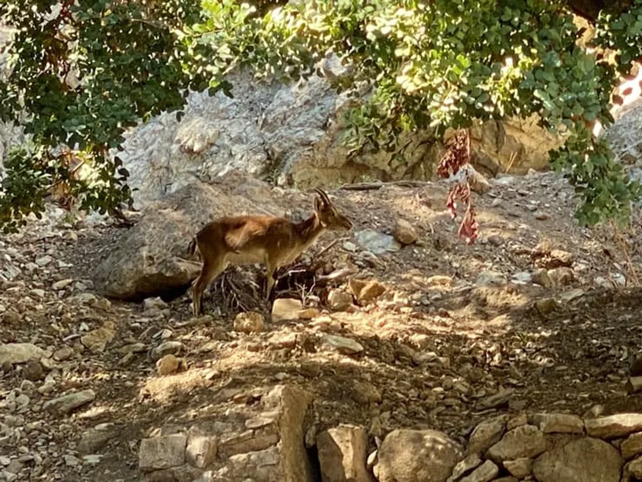 cabra montesa en libertad