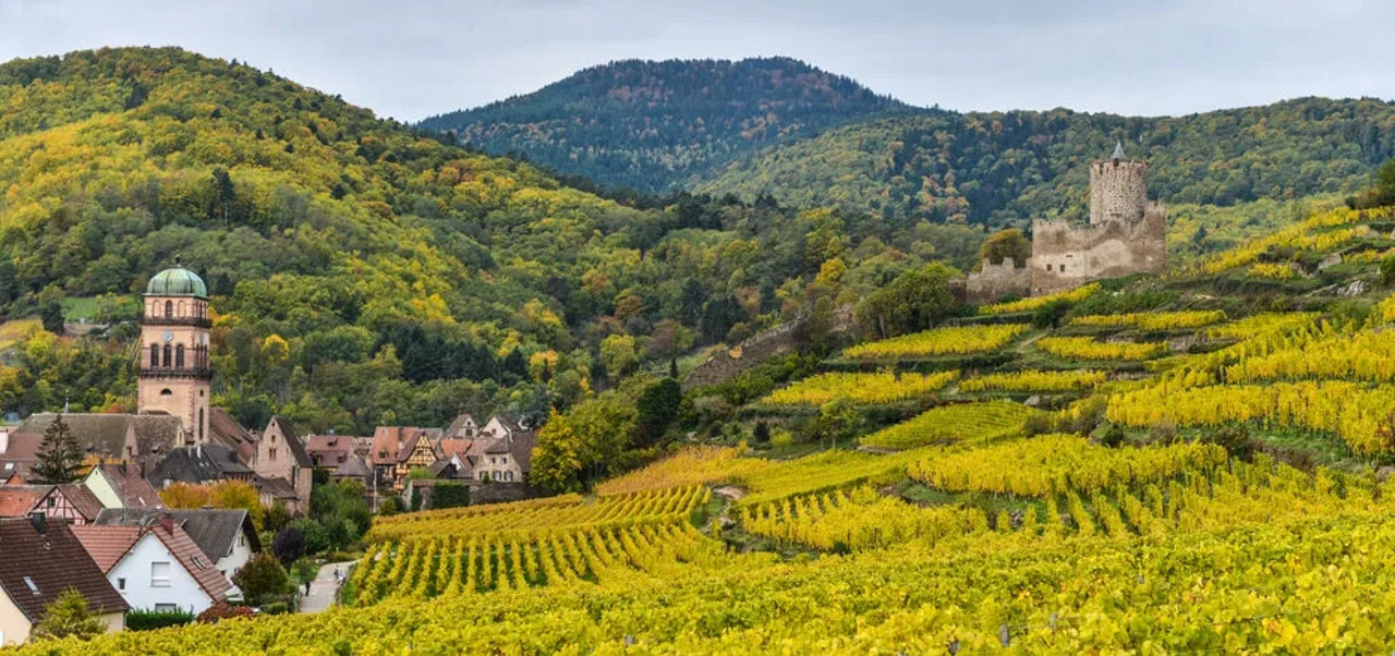 panoramica das vinhas da rota dos vinhos na alsacia