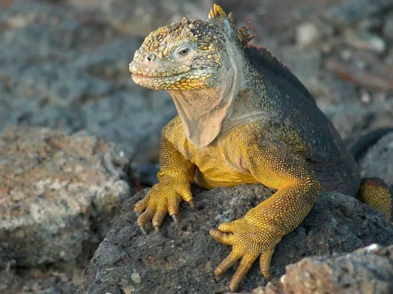 seguro para viajar a Islas Galápagos