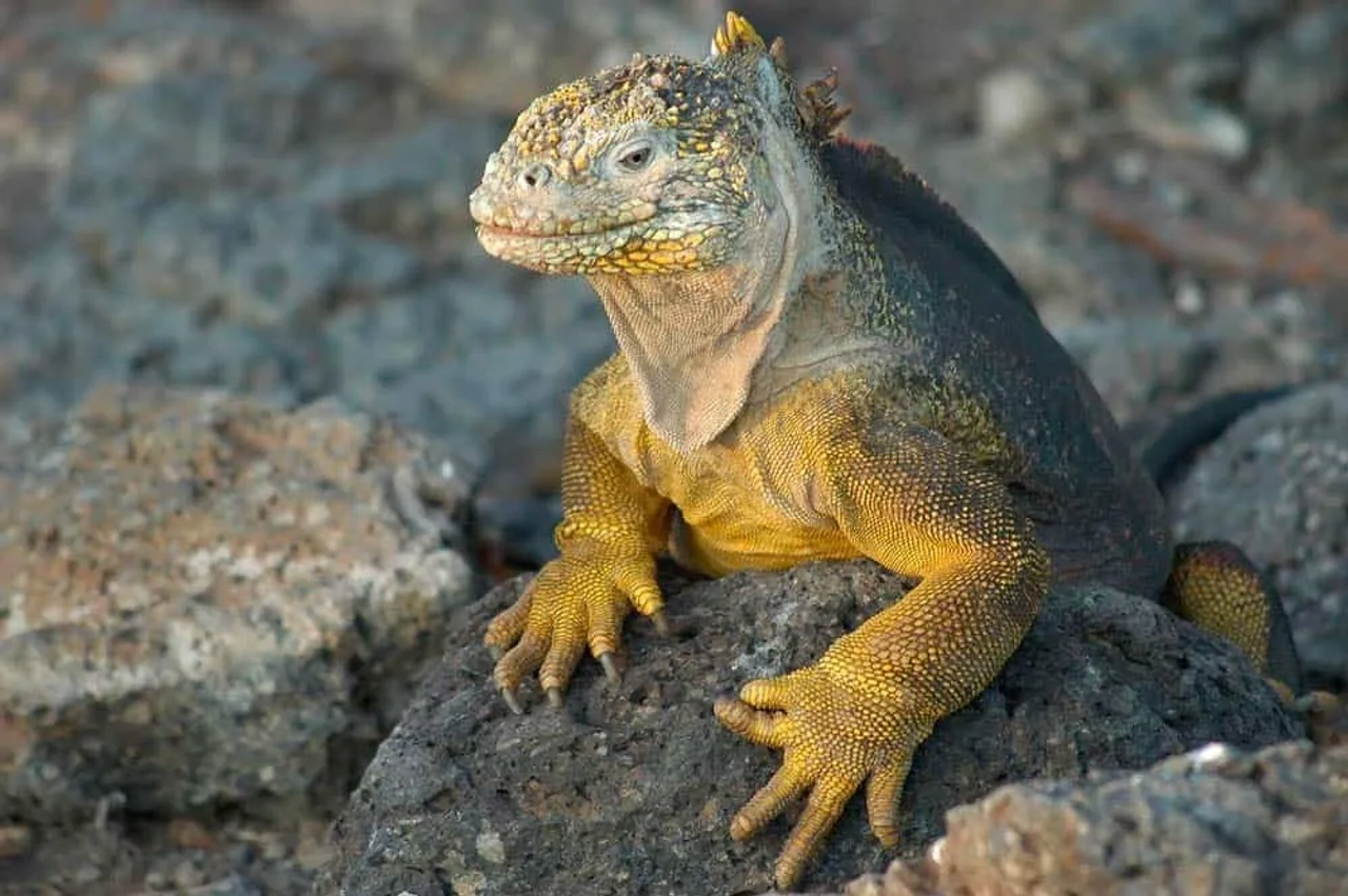 seguro para viajar a Islas Galápagos