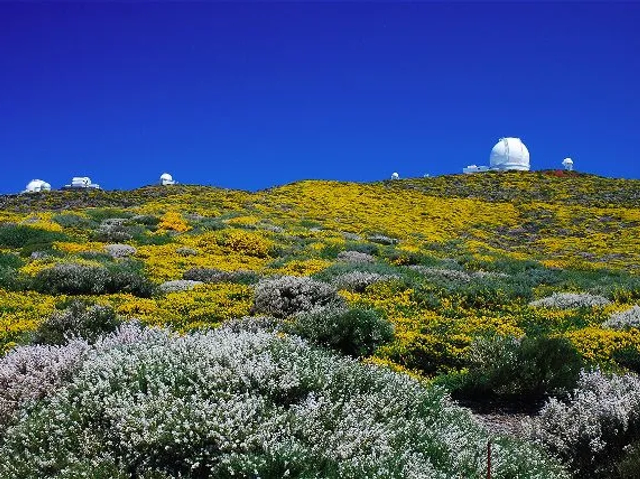 LaPalma-en-flor-SaúlSantos