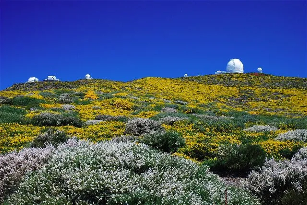 LaPalma-en-flor-SaúlSantos