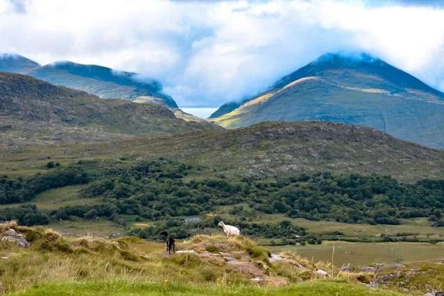duas cabras num monte em Killarney na Irlanda