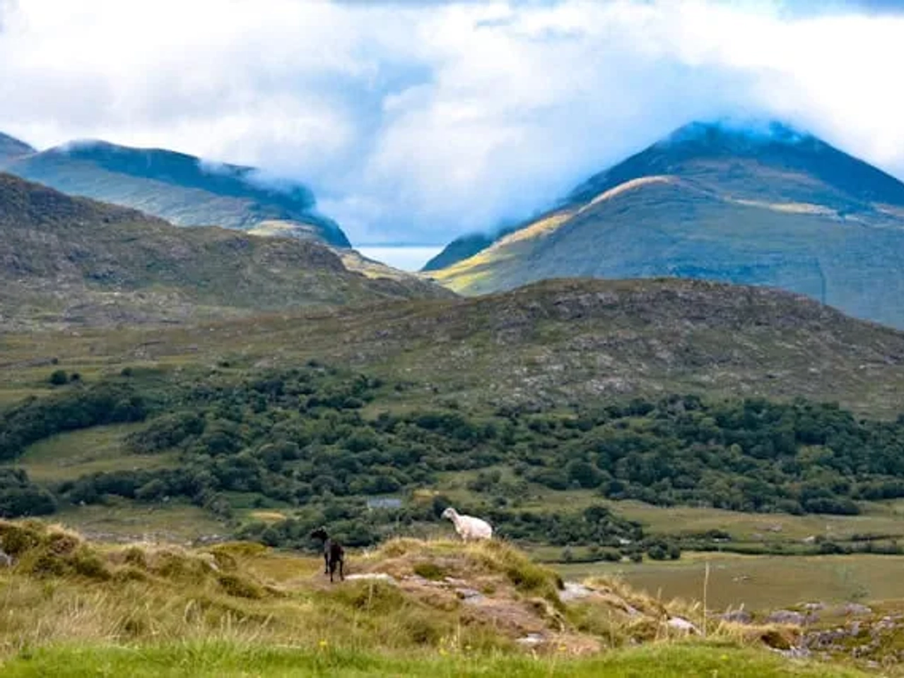 duas cabras num monte em Killarney na Irlanda