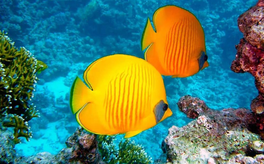 Bucear en Ilha Grande