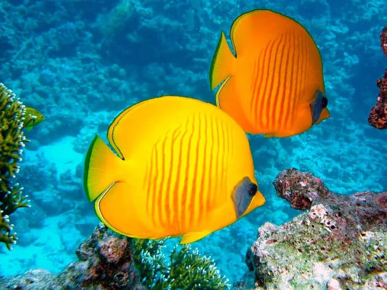 Bucear en Ilha Grande